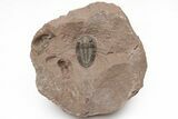 Pseudocryphaeus (Cryphina) Trilobite - Lhandar Formation #213422-3